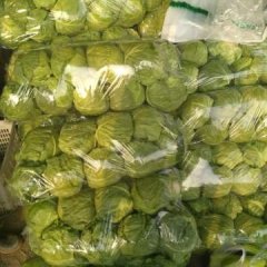 昌黎希望甘蓝 甘蓝品种最适合南方市场