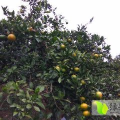 湖南麻阳冰糖橙，柑橘随行就市