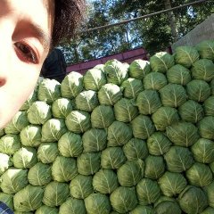 河北曲周本市场现有大量甘蓝上市，价格便宜