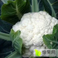 饶阳雪玉菜花 老刘代收各种蔬菜水果