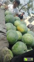 山东昌乐花皮无籽西瓜欢迎合作