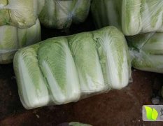 肥城白菜诚信合作社