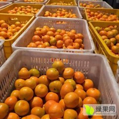 澧县双龙胡雄8月温州密柑柑橘