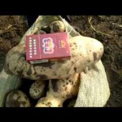 早熟高产荷兰原种1.1