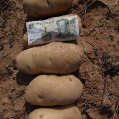 鄂托克前旗荷兰十五大规模交易