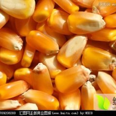 翠屏玉米产销两旺大麦周经理诚信合作