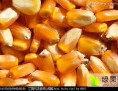 翠屏玉米产销两旺大麦周经理诚信合作