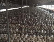 武强孙庄乡有大量平菇现货，种植50个大棚