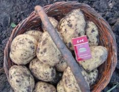 2018呼伦贝尔 尤金885土豆 已经上市