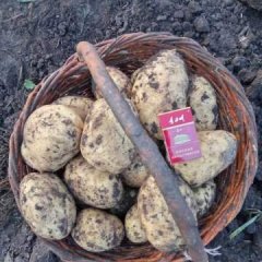 2018呼伦贝尔 尤金885土豆 已经上市