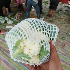 河南博爱银冠菜花价格适宜