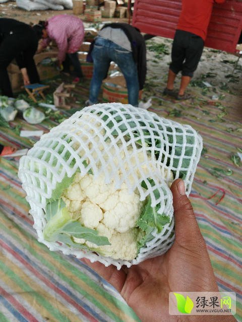 2017年河南博爱银冠价格