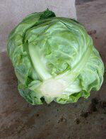 2016永年甘蓝走过路过不要错过