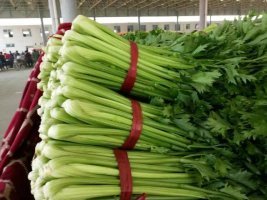 2016年河北永年法国皇后价格