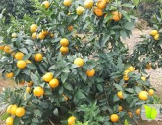 大量供应出售沃柑柑橘类苗木