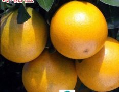 柑橘类名优特产锦蜜冰糖橙