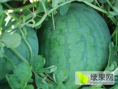 黑美人价格