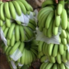 广西崇左驮卢镇香蕉大量上市