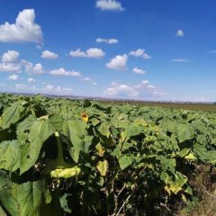 松山葵花名扬天下,当铺周长胜诚信合作