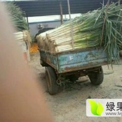 山东昌邑长白大葱火热上市