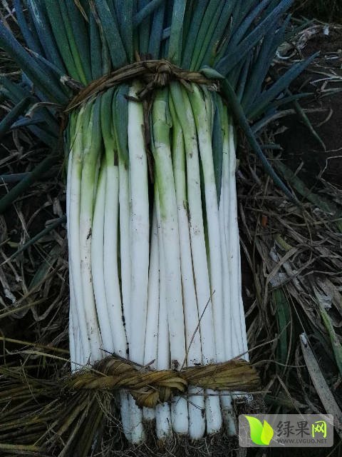 铁杆大葱四川省凉山彝族自治州西昌市礼州联系人:营桥电