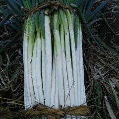 四川西昌铁杆大质量好，运输方便