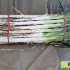 章丘宁家马先生9月章丘大葱