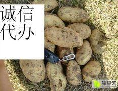 内蒙古集宁荷兰十五土豆著名品牌
