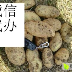 内蒙古集宁荷兰十五土豆著名品牌