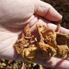 黑龙江黑龙崔宏8月黄蘑（滑子蘑）