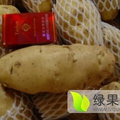 山东省潍坊市安丘赵戈镇荷兰十五土豆