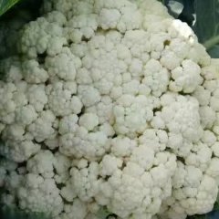 山东潍坊安丘菜花大量上市