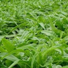 岱岳优质莴笋（莴苣）开始上市