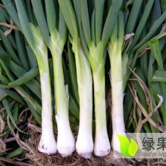 定州鸡腿大葱上市，辛辣味浓