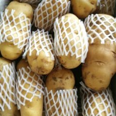 山东肥城大量供应冷库荷兰十五土豆