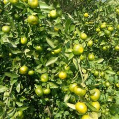 江永柑橘香甜可口,回龙蒋生诚信合作