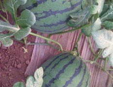 西瓜上市之际品种有京欣，花皮无籽和甜瓜
