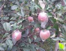 临猗苹果价格行情平稳,角杯吉克功诚信合作