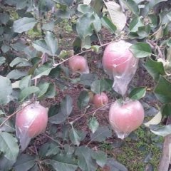 临猗苹果价格行情平稳,角杯吉克功诚信合作