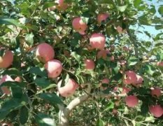 砀山县水果直销产地大量出售，红富士苹果