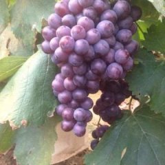 曲阜葡萄绿色无公害,小雪郭庆诚信合作