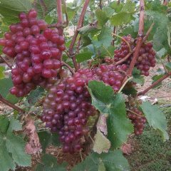 莱西莱西王青青9月克瑞森葡萄