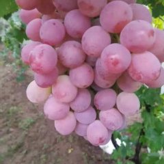 陕西大荔红提葡萄葡萄大量供应