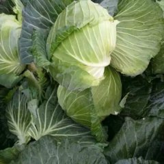 嘉鱼潘家湾邓自国中甘21甘蓝大量上市