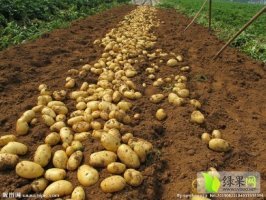 神池贺职杨新明9月晋薯16土豆