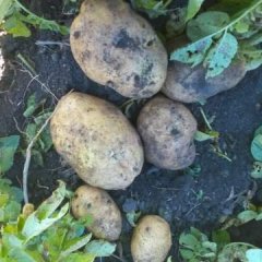 双城土豆产销两旺,青岭尤明雷诚信合作