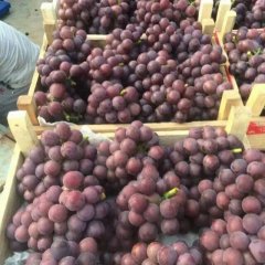 清苑葡萄著名品种,温仁王伟轩诚信合作