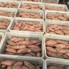 河北藁城龙署九号红薯