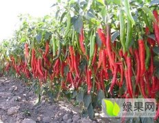 忻州市曹张乡谷村农场鲜红辣椒大量上市了