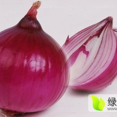 肃州洋葱价格波动不大